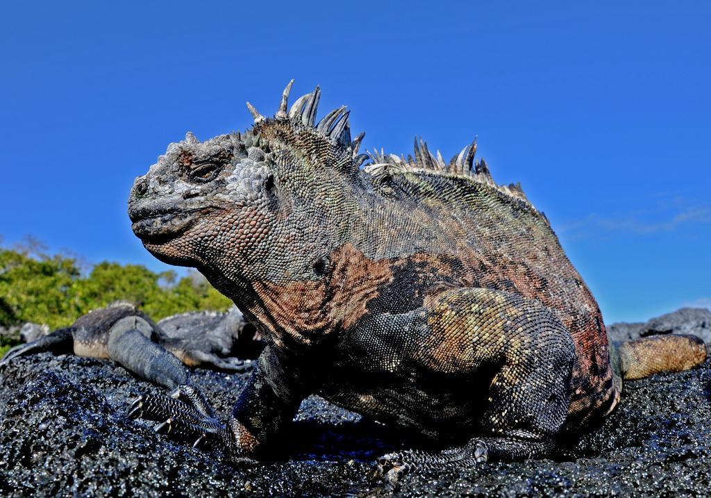 Galapagos Eco Friendly Bed & Breakfast Puerto Baquerizo Moreno Dış mekan fotoğraf