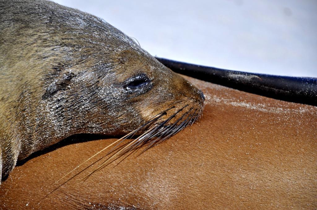 Galapagos Eco Friendly Bed & Breakfast Puerto Baquerizo Moreno Dış mekan fotoğraf